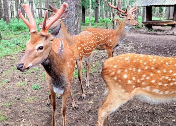 олени нижний новгород