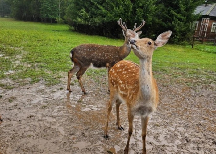 олени нижний новгород